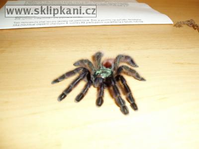 Avicularia_versicolor.jpg