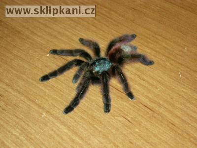 Avicularia_versicolor4.jpg