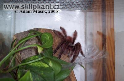 Avicularia_versicolor5.jpg