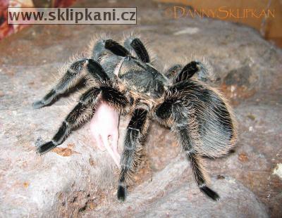 Brachypelma_albopilosum1.jpg