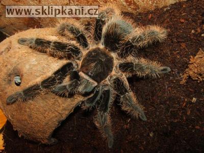 Brachypelma_albopilosum2.jpg