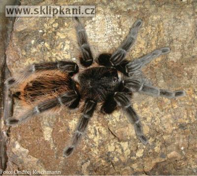 Brachypelma_albopilosum3.jpg