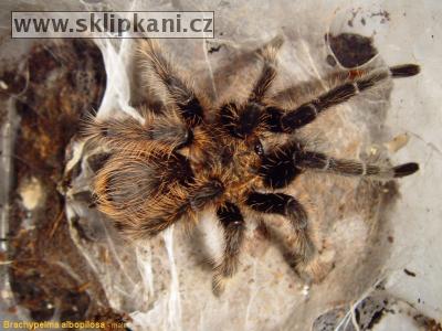 Brachypelma_albopilosum4.jpg