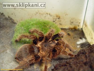 Brachypelma_albopilosum5.jpg