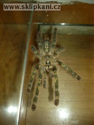 Poecilotheria_rufilata1.jpg