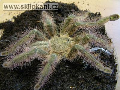 Poecilotheria_rufilata2.jpg