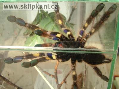 Poecilotheria_rufilata3.jpg