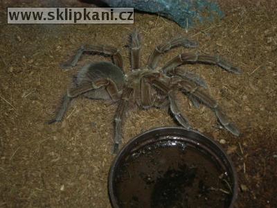 Theraphosa_blondi4.jpg