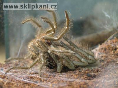 Theraphosa_blondi5.jpg