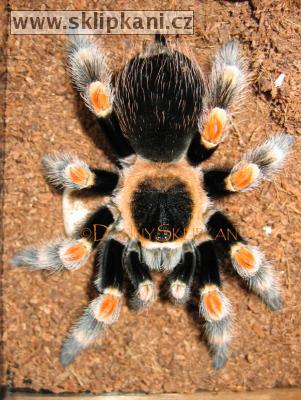 Brachypelma_smithi1.jpg