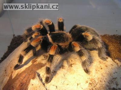 Brachypelma_smithi3.jpg