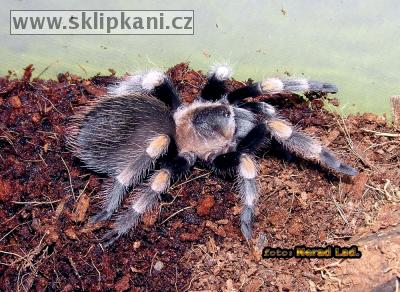 Brachypelma_smithi4.jpg