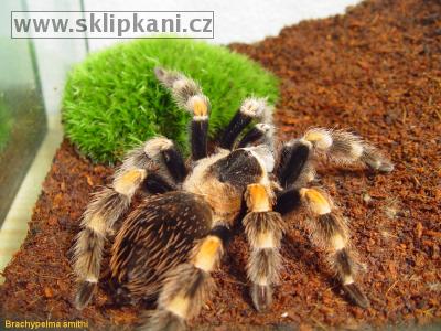 Brachypelma_smithi-5.jpg