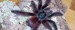 Avicularia versicolor3.jpg