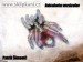 Avicularia_versicolor2.jpg
