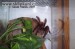 Avicularia_versicolor5.jpg